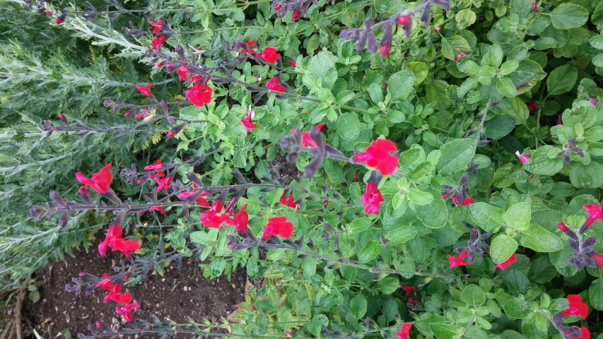 Salvia greggii plantplacesimage20150705_152957.jpg