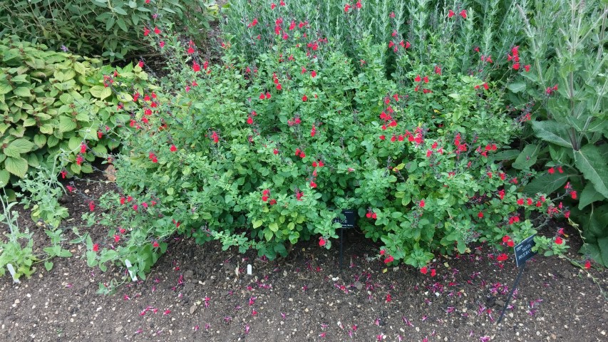 Salvia greggii plantplacesimage20150705_153016.jpg