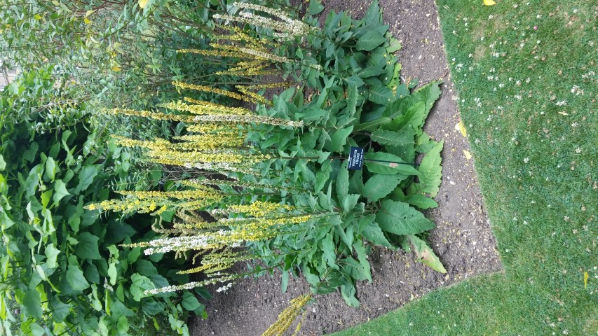 Verbascum chaixii plantplacesimage20150705_153515.jpg