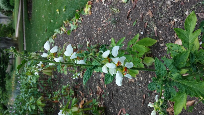 Loasa triphylla plantplacesimage20150705_154649.jpg