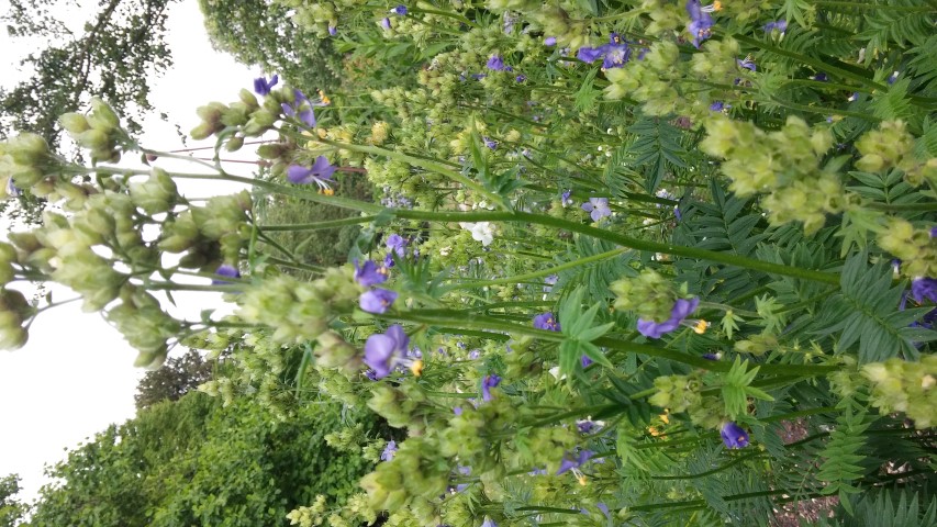 Polemonium caeruleum plantplacesimage20150705_155252.jpg