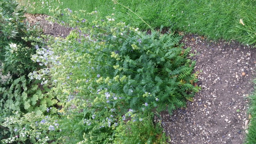 Polemonium caeruleum plantplacesimage20150705_155321.jpg