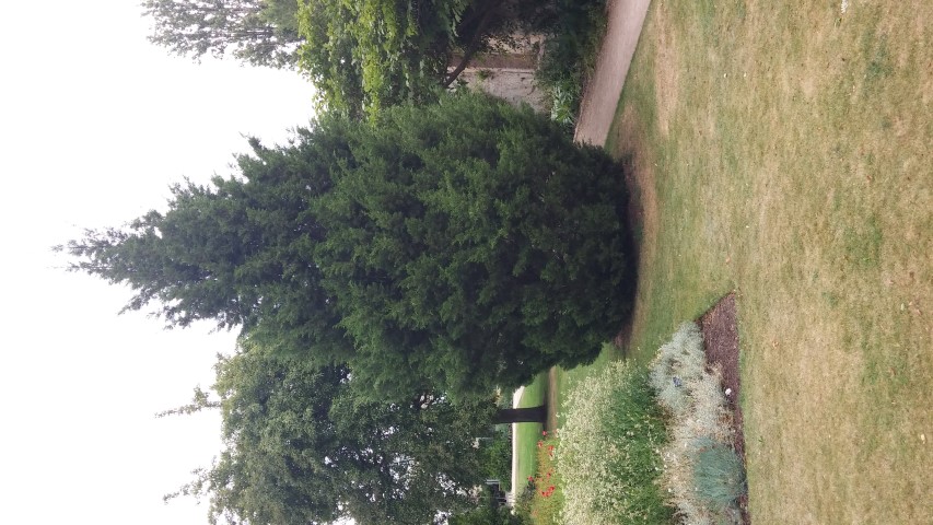 Juniperus chinensis plantplacesimage20150705_160323.jpg