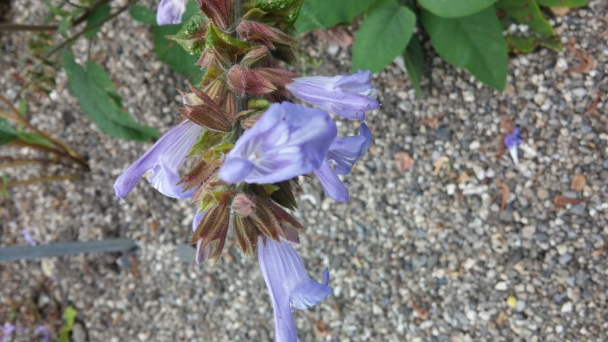 Salvia tomentosa plantplacesimage20150707_132154.jpg
