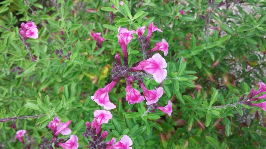 Salvia greggii plantplacesimage20150707_132841.jpg