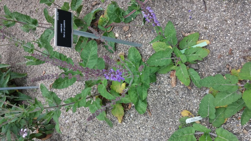 Salvia atropatana plantplacesimage20150707_133033.jpg