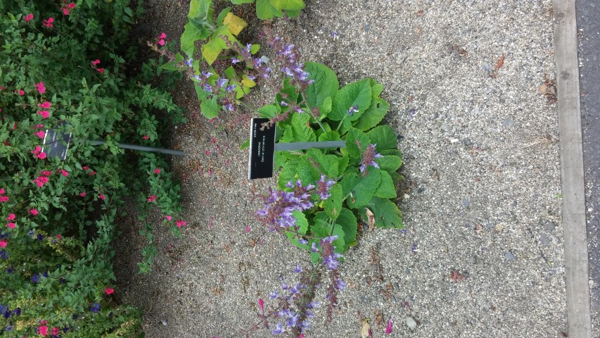 Salvia chinensis plantplacesimage20150707_133306.jpg