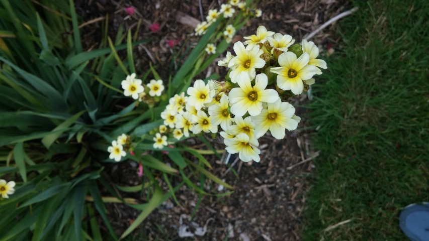 Schizostyllis coccinea plantplacesimage20150707_134801.jpg