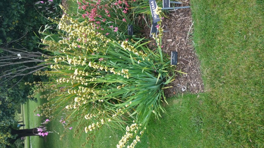 Schizostyllis coccinea plantplacesimage20150707_134813.jpg