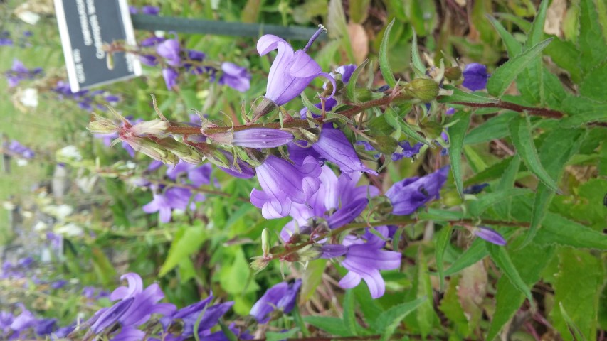 Michauxia campanuloides plantplacesimage20150707_135349.jpg