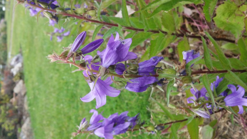 Michauxia campanuloides plantplacesimage20150707_135400.jpg