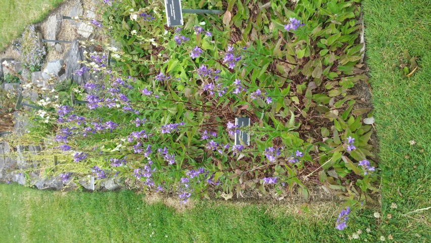 Michauxia campanuloides plantplacesimage20150707_135410.jpg