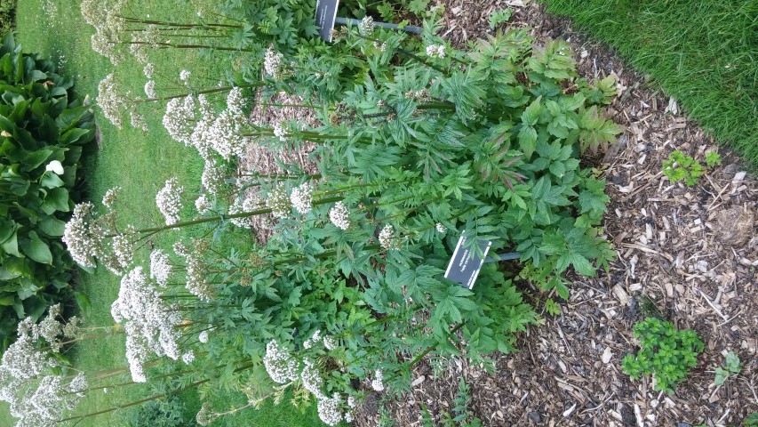 Fedia cornucopiae plantplacesimage20150707_140505.jpg