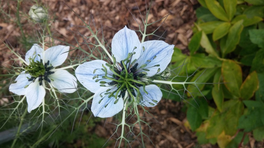 Nigelia damascena plantplacesimage20150707_140936.jpg