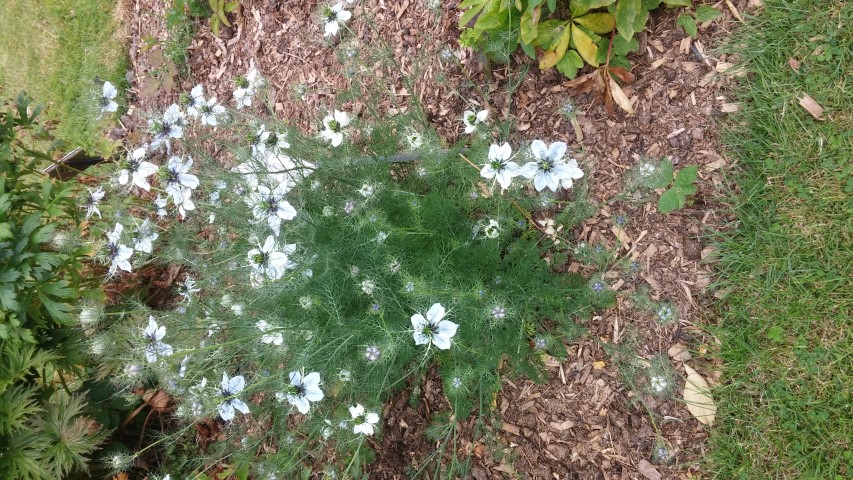 Nigelia damascena plantplacesimage20150707_141006.jpg