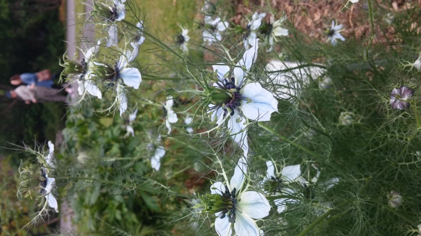 Nigelia damascena plantplacesimage20150707_141016.jpg