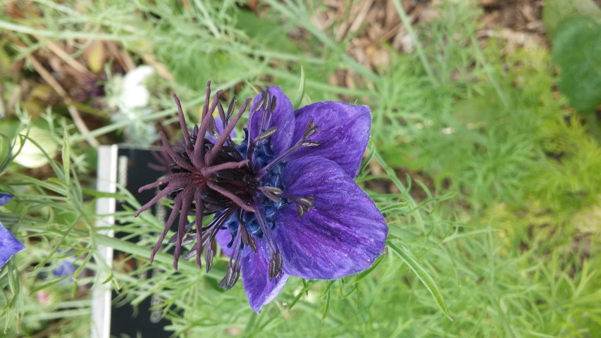 Nigelia papillosa plantplacesimage20150707_141143.jpg