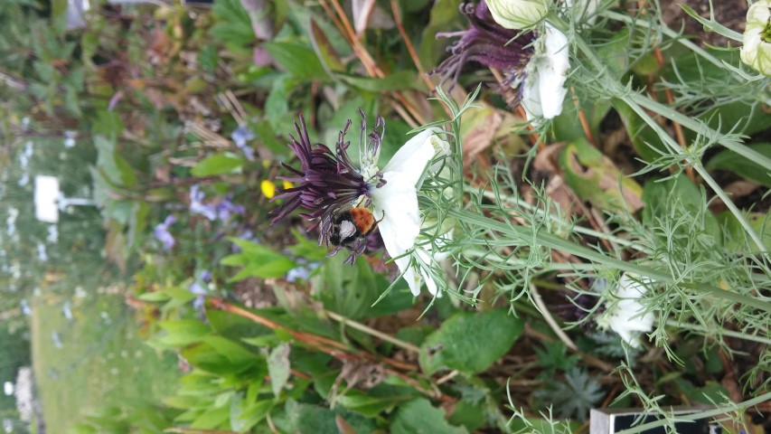 Nigelia papillosa plantplacesimage20150707_141155.jpg