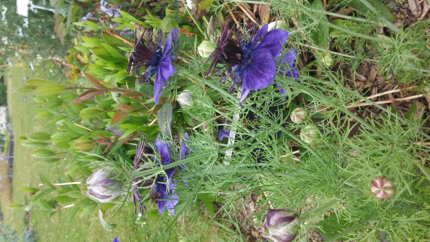 Nigelia papillosa plantplacesimage20150707_141213.jpg