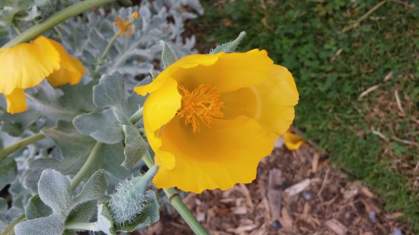 Glaucium flavum plantplacesimage20150707_141304.jpg