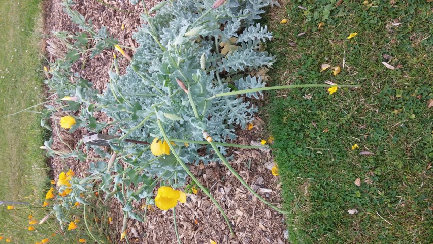 Glaucium flavum plantplacesimage20150707_141321.jpg
