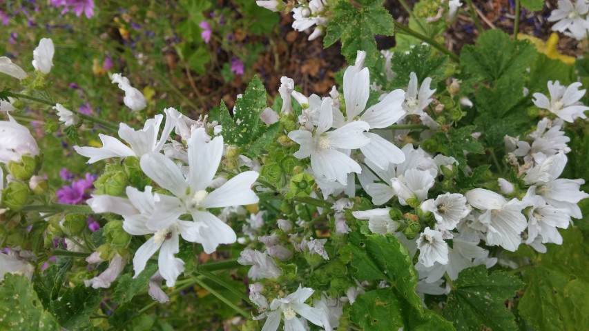 Malva moschata plantplacesimage20150707_141939.jpg