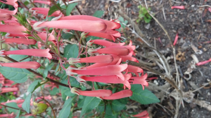 Phygelius  plantplacesimage20150707_154539.jpg