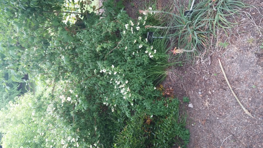 Kniphotia  plantplacesimage20150707_155756.jpg