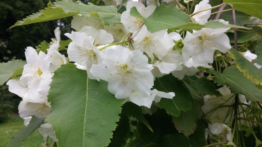 Hoheria glabrata plantplacesimage20150707_160320.jpg