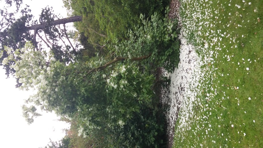 Hoheria glabrata plantplacesimage20150707_160339.jpg