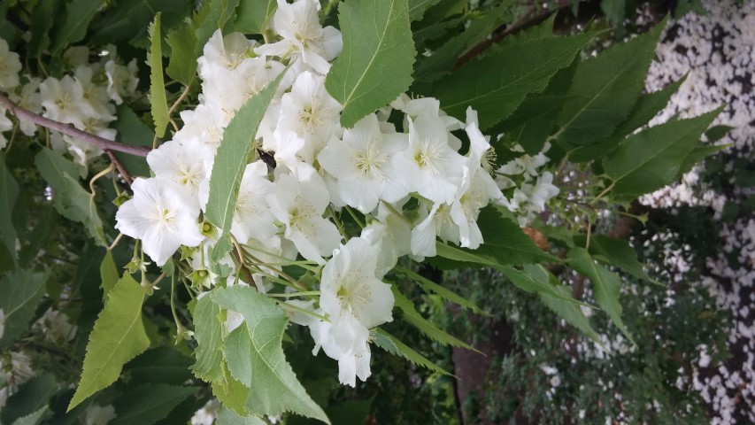 Hoheria glabrata plantplacesimage20150707_160356.jpg