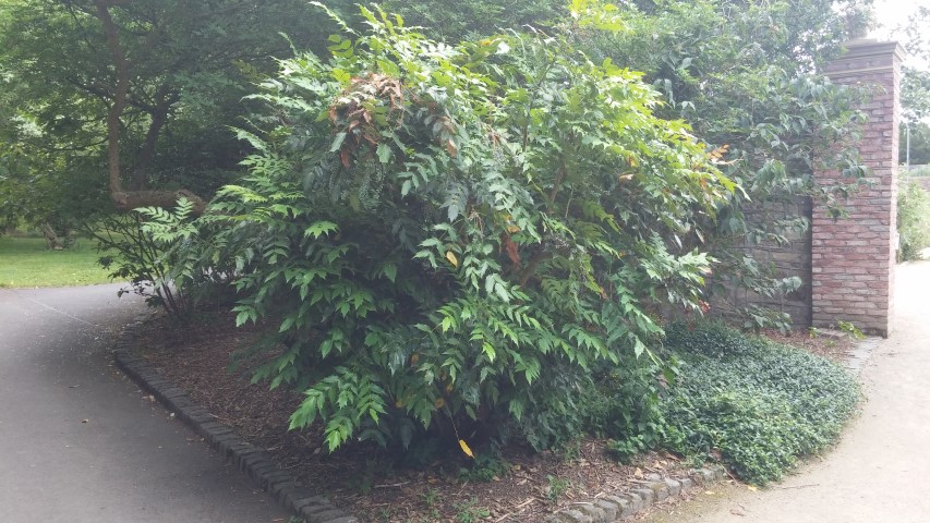 Mahonia japonica plantplacesimage20150707_162825.jpg