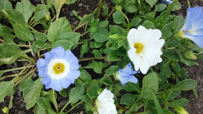 Nolana  plantplacesimage20150707_163316.jpg