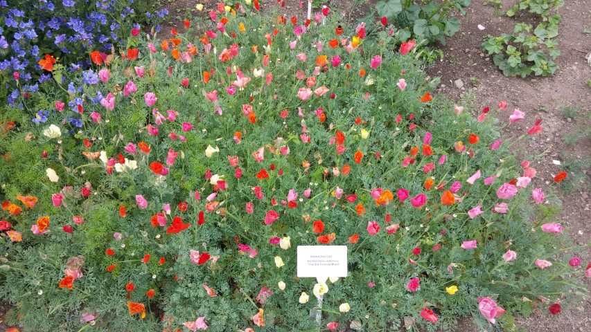Eschscholzia californica plantplacesimage20150707_163355.jpg