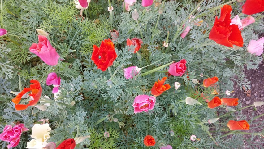 Eschscholzia californica plantplacesimage20150707_163407.jpg