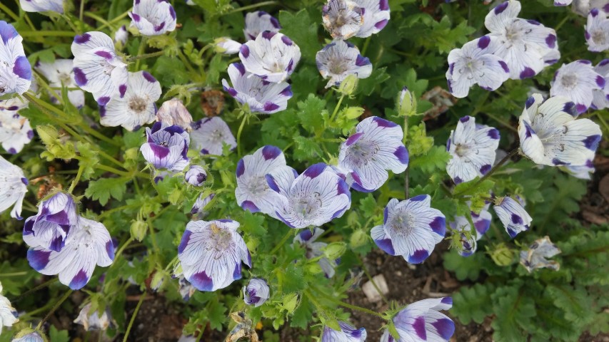 Nemophila maculata plantplacesimage20150707_163715.jpg