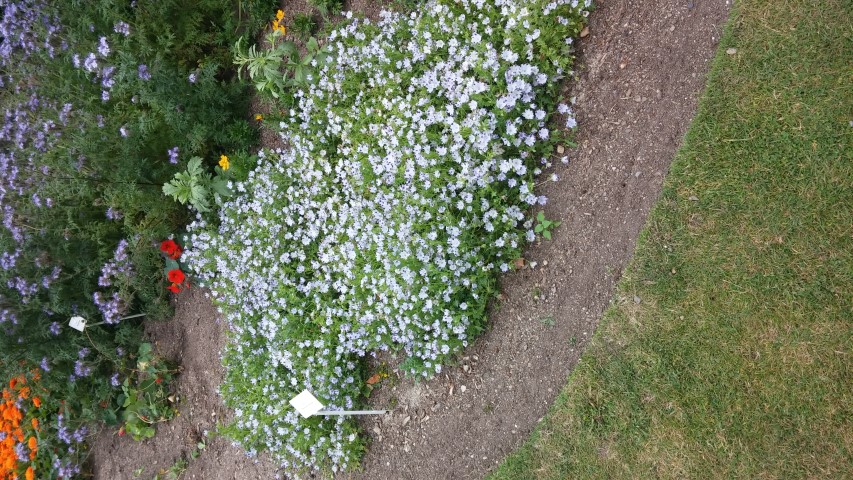 Nemophila maculata plantplacesimage20150707_163731.jpg