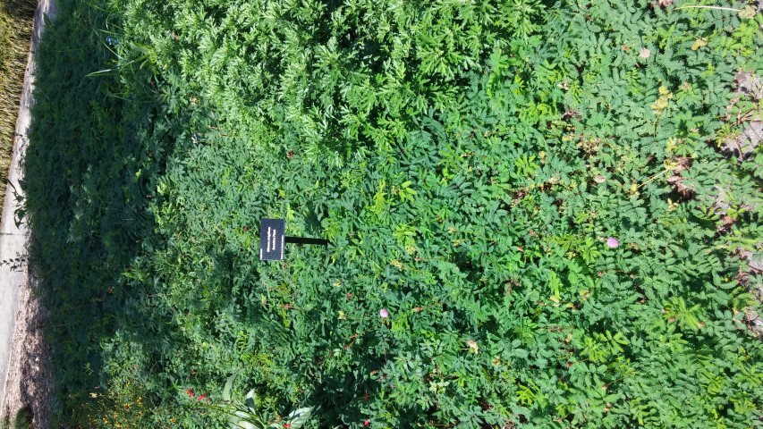 Mimosa strigillosa plantplacesimage20150808_150203.jpg