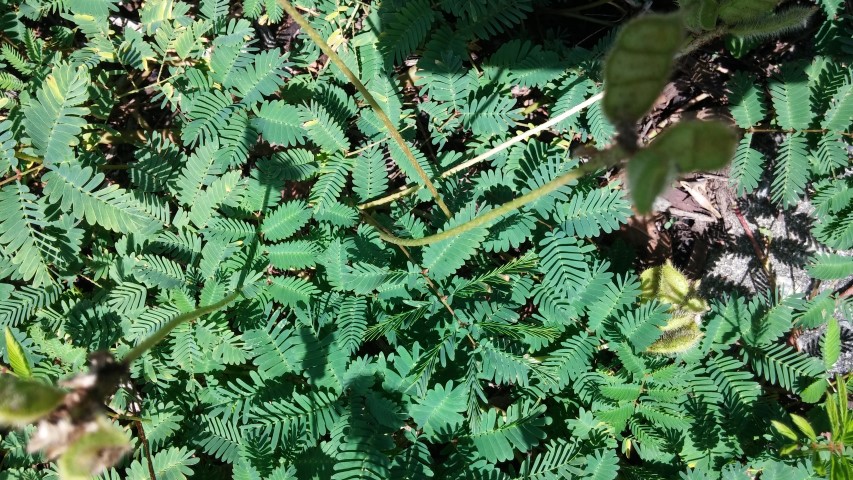 Mimosa strigillosa plantplacesimage20150808_150219.jpg