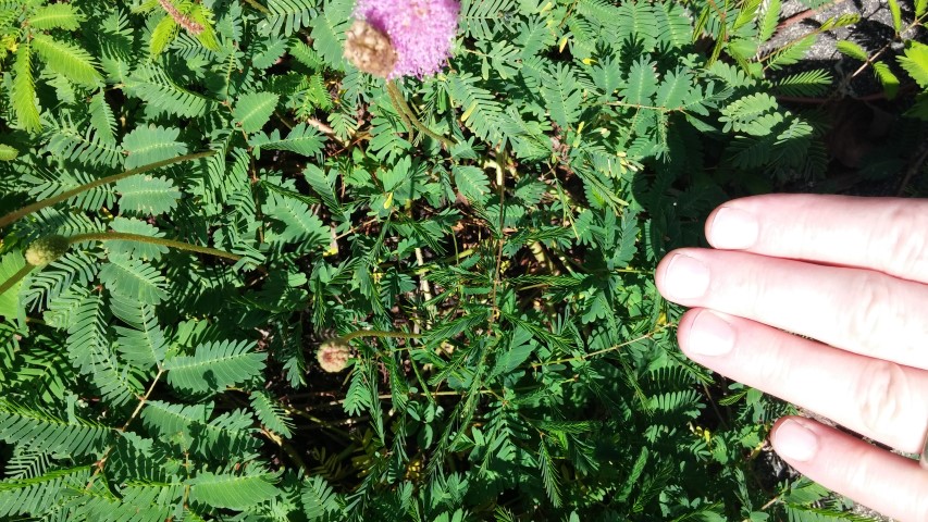 Mimosa strigillosa plantplacesimage20150808_150236.jpg
