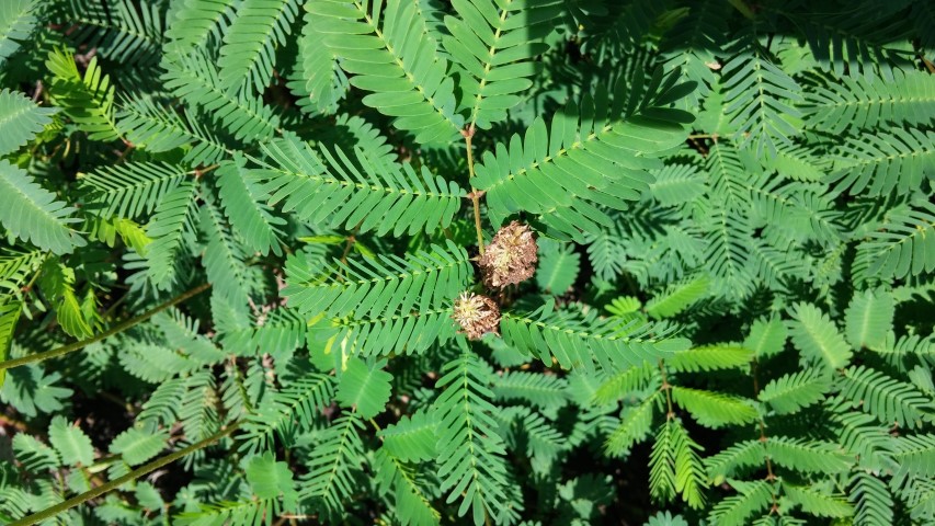 Mimosa strigillosa plantplacesimage20150808_150304.jpg