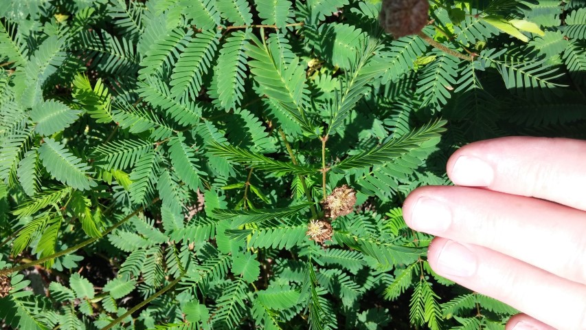 Mimosa strigillosa plantplacesimage20150808_150321.jpg