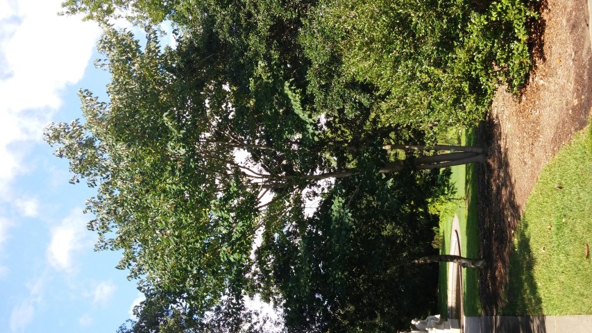 Idesia polycarpa plantplacesimage20150808_163305.jpg