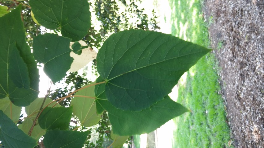 Idesia polycarpa plantplacesimage20150808_163325.jpg