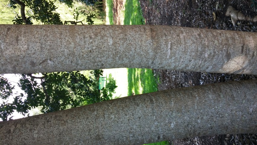 Idesia polycarpa plantplacesimage20150808_163341.jpg