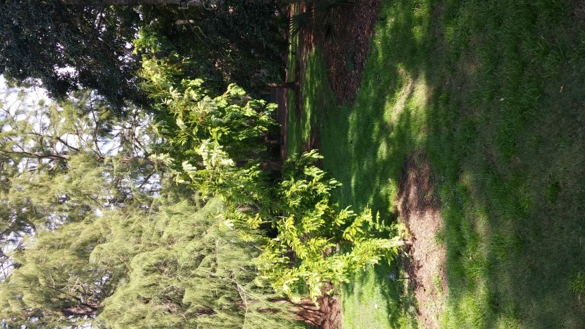 Metasequoia glyptostroboides plantplacesimage20150808_163505.jpg