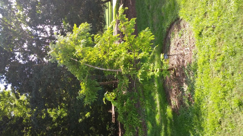 Metasequoia glyptostroboides plantplacesimage20150808_163531.jpg