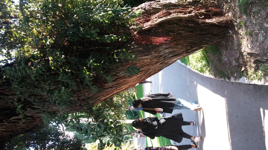 Metrosideros excelsa plantplacesimage20151011_160945.jpg