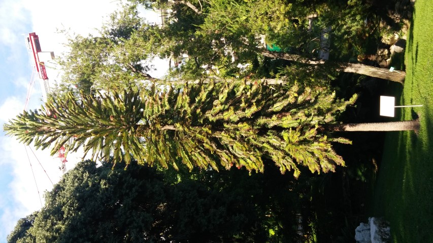 wollemia nobilis plantplacesimage20151011_161047.jpg