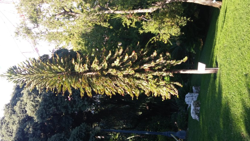 wollemia nobilis plantplacesimage20151011_161101.jpg